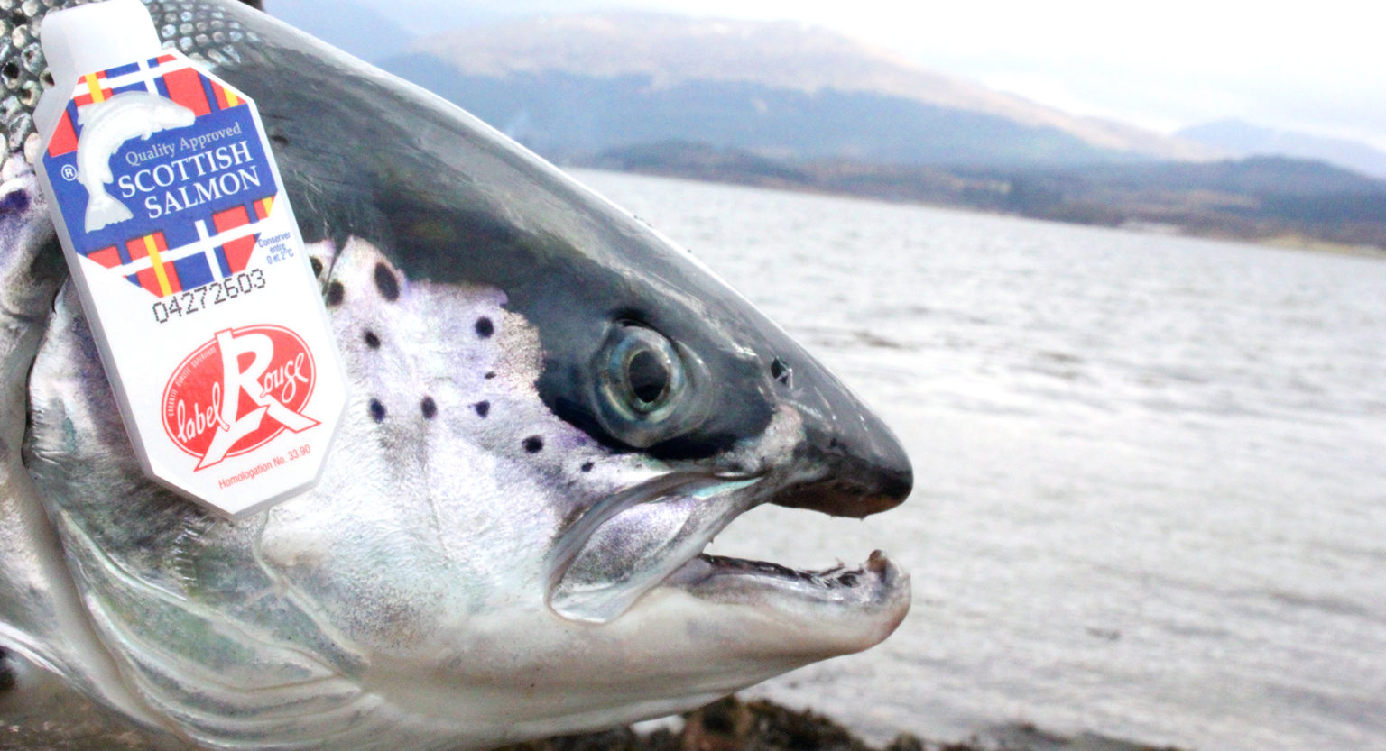 NGO contacts UK gov’t in view of legal challenge over aquaculture regulation